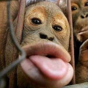 Meet your Posher, Frank